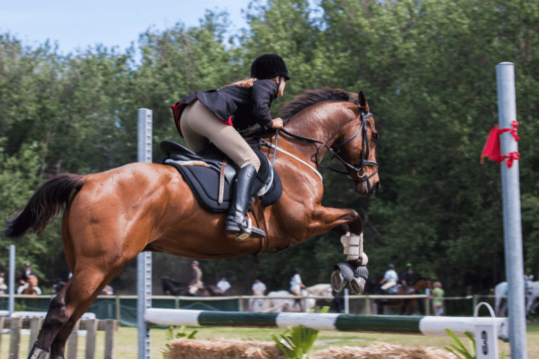 Comment bien s’équiper pour l’équitation lorsque l’on débute ?